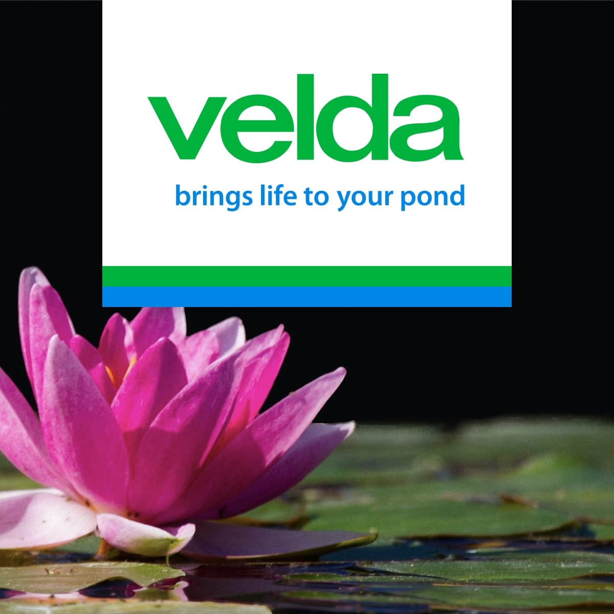 Velda